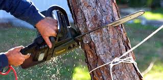 Best Tree Maintenance Programs  in Lake Cassidy, WA