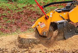 Tree and Shrub Care in Lake Cassidy, WA