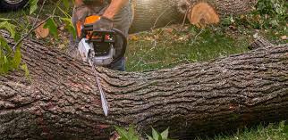 Best Palm Tree Trimming  in Lake Cassidy, WA