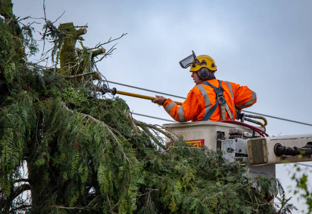 Best Tree Mulching  in Lake Cassidy, WA