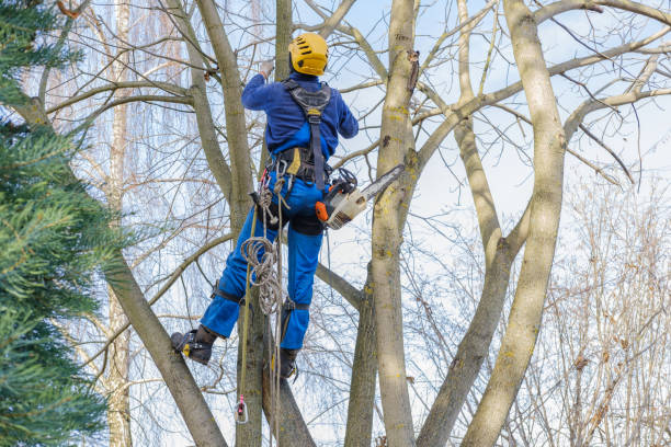 Best Emergency Tree Removal  in Lake Cassidy, WA