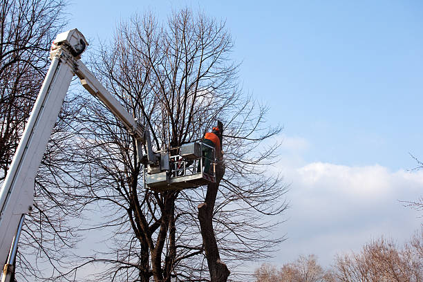 How Our Tree Care Process Works  in  Lake Cassidy, WA