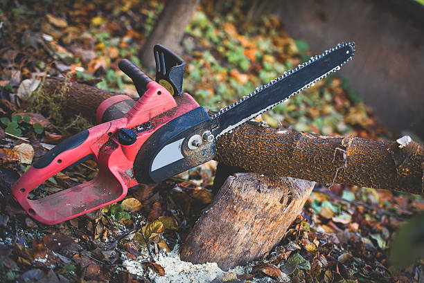 Trusted Lake Cassidy, WA Tree Care Experts